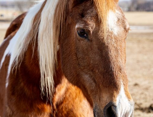 Why and How We Retire Horses at CTRC