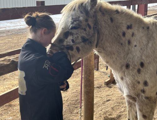 Why Certification Matters in Equine-Assisted Therapy and Equine-Assisted Mental Health