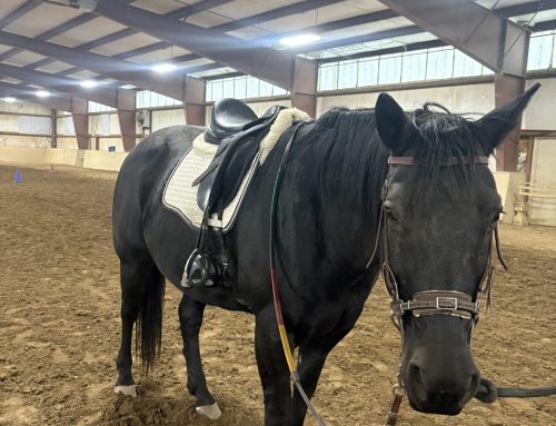 Finding the Perfect Fit: Why the Right Saddle Matters for Sink